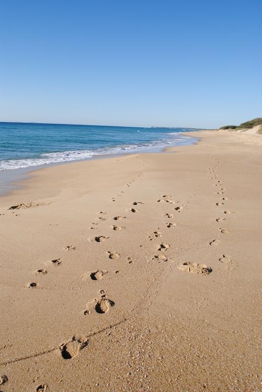 Surfside On The Beach Buddina Bagian luar foto